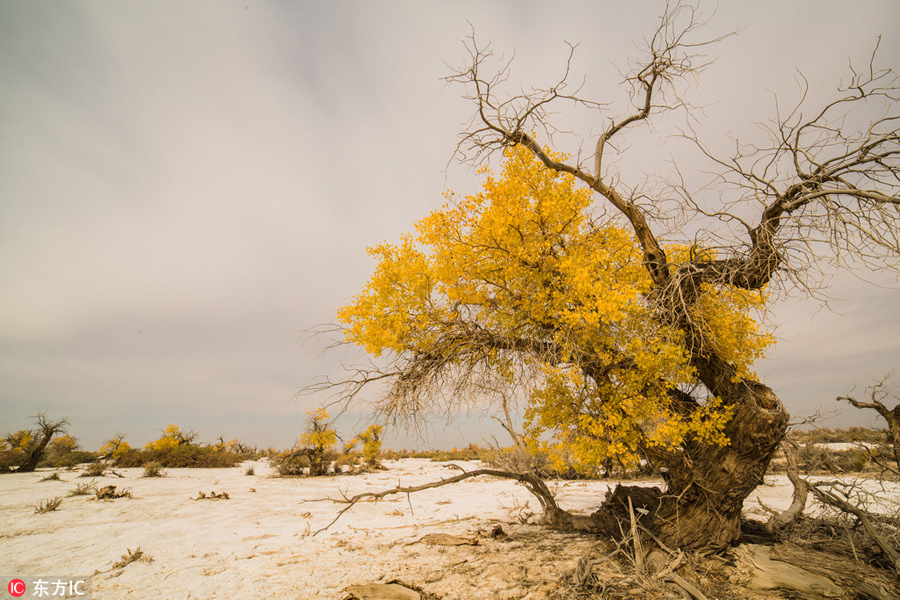 Golden Euphrates Poplar adds color to barren Xinjiang desert