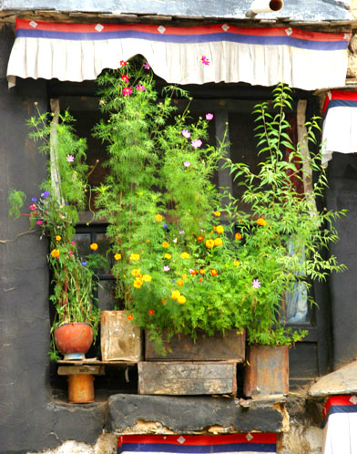 Flowers on the windowsill