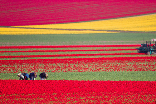 Tulip Harvest Season in Germany