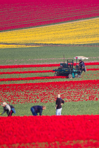 Tulip Harvest Season in Germany