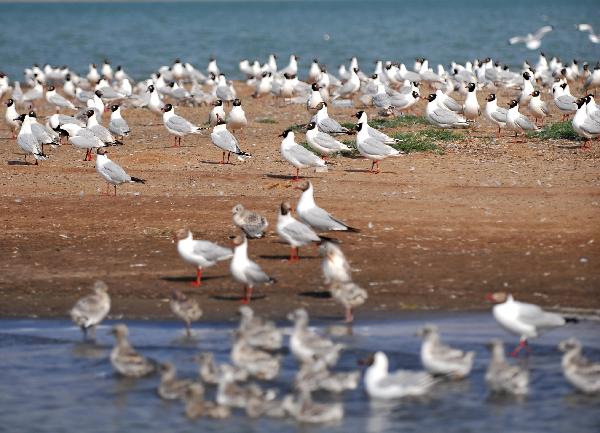 Hometown of relict gulls