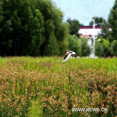 Lhalu wetland in Lhasa