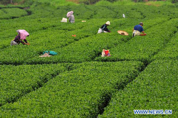 Farmers busy picking summer tea