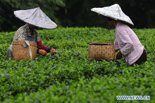 Farmers busy picking summer tea