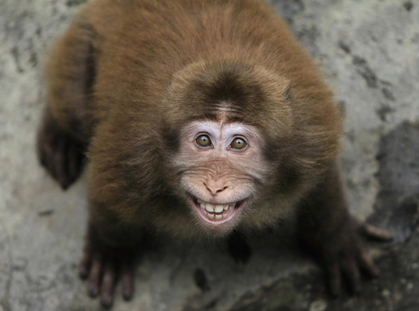 A smiling monkey in Anhui