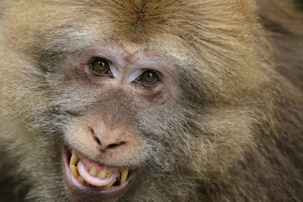 A smiling monkey in Anhui