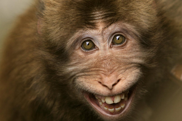 A smiling monkey in Anhui