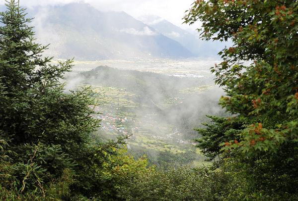 Forest coverage rate in Tibet rises to 11.91%