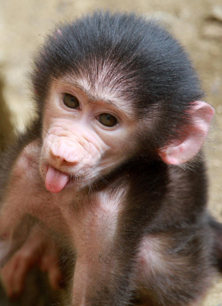 Baby baboon at the Cali zoo