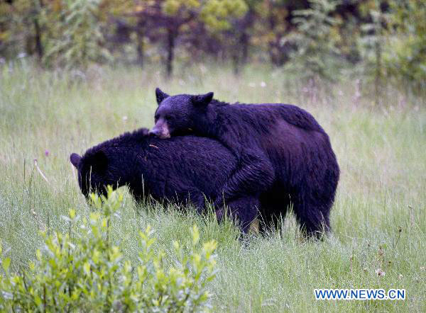 Animals enjoy themselves at national parks in Canadian Rockies