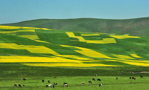 A sea of yellow in Xining