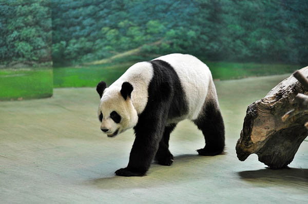 Baby panda for 2012?