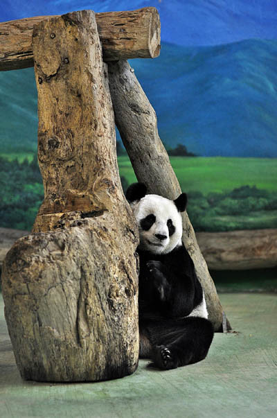 Baby panda for 2012?