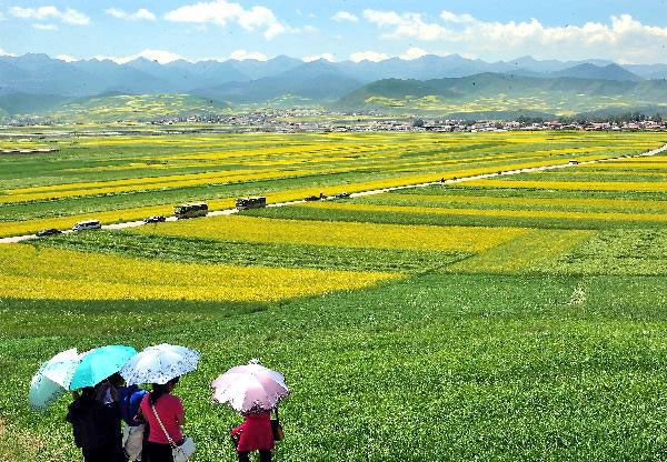 Blossoming cole flowers attract tourists to Qinghai