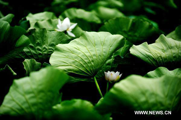 Lotus flower in full blossom