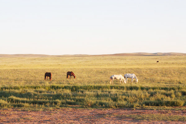 Summer at the Ulanqab Prairie