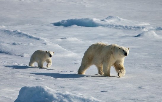 Intimate moments on ice