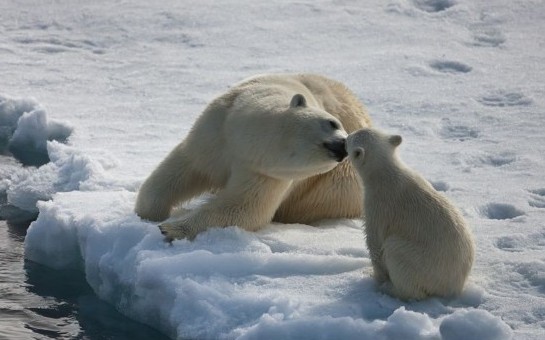 Intimate moments on ice