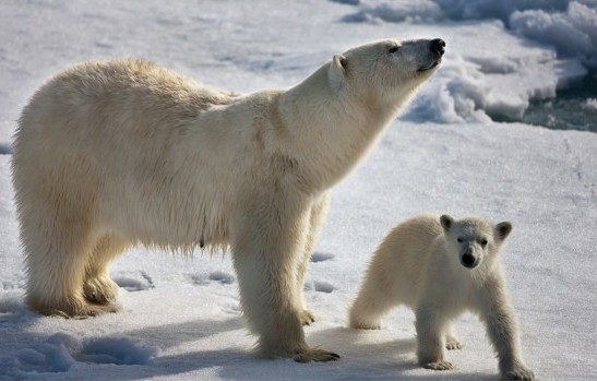 Intimate moments on ice