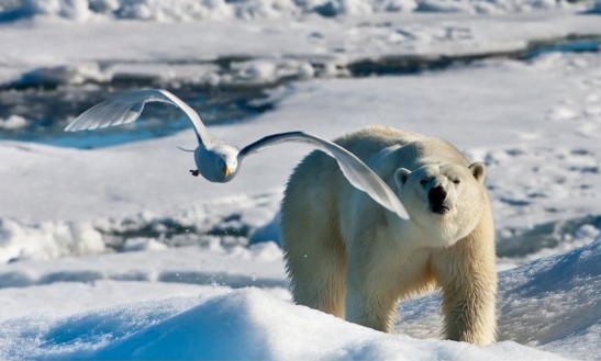 Intimate moments on ice