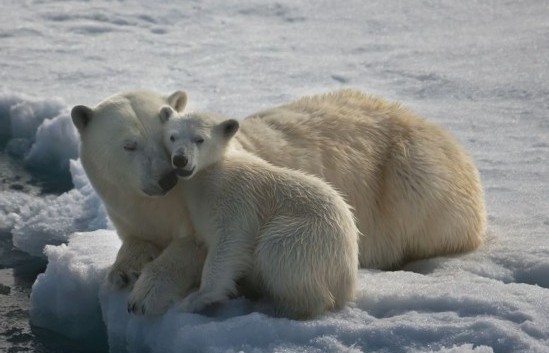 Intimate moments on ice