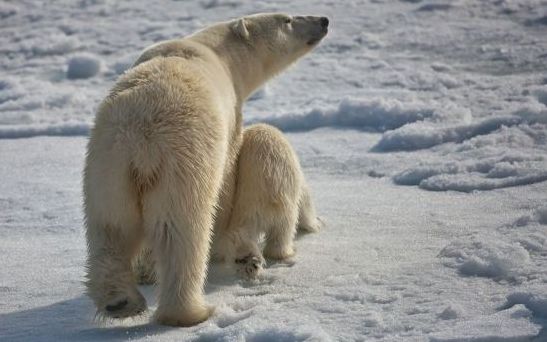 Intimate moments on ice