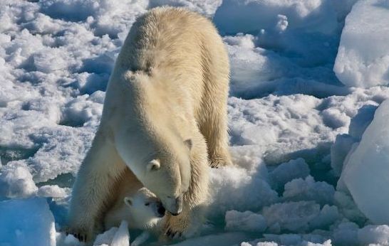 Intimate moments on ice