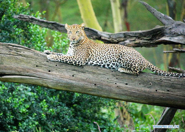 Leopards seen at Nakuru National Park, Kenya