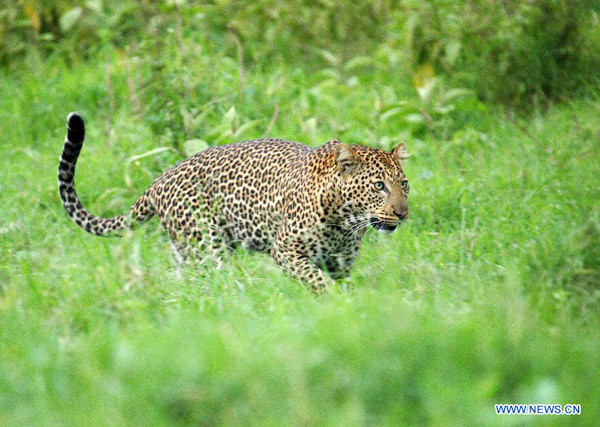 Leopards seen at Nakuru National Park, Kenya