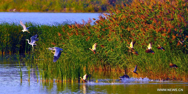 Birds' paradise: wetland of Tengger Desert in NW China