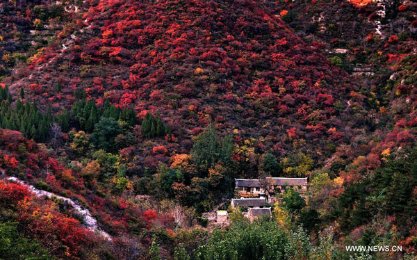 Colorful mountain in autumn