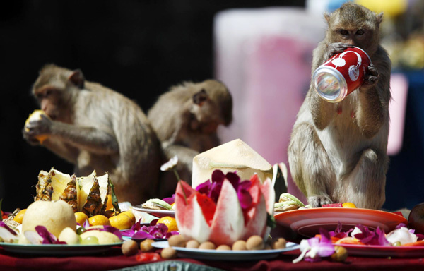 Monkey Buffet Festival