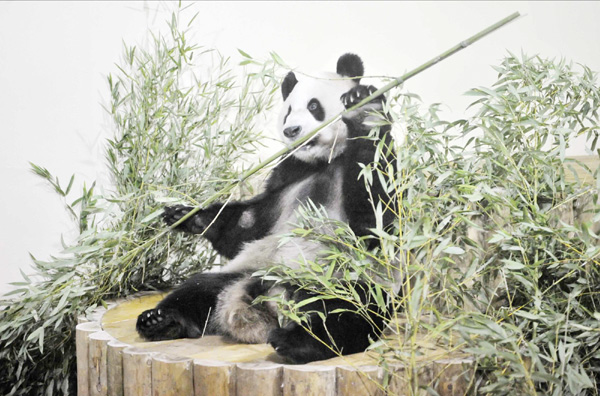 Giant pandas arrive in Edinburgh