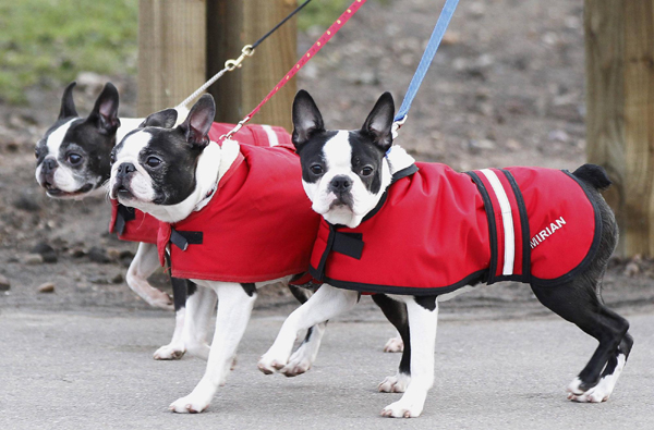 Crufts dog show