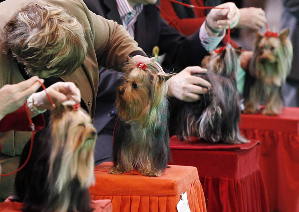 Crufts dog show