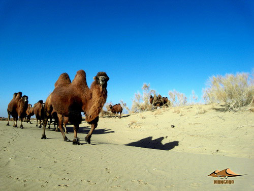 Photo sharing: Gu'erbantonggu desert in Xinjiang