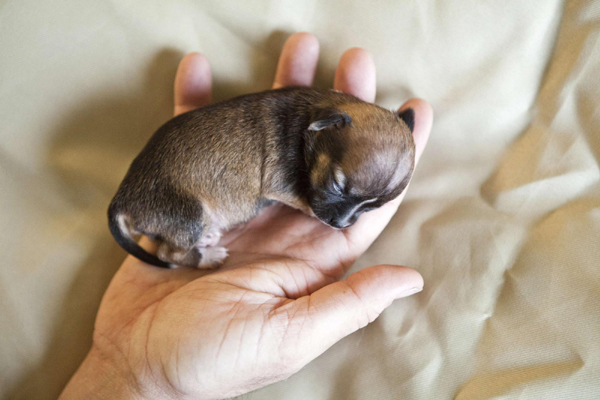 Miniature puppy born in California