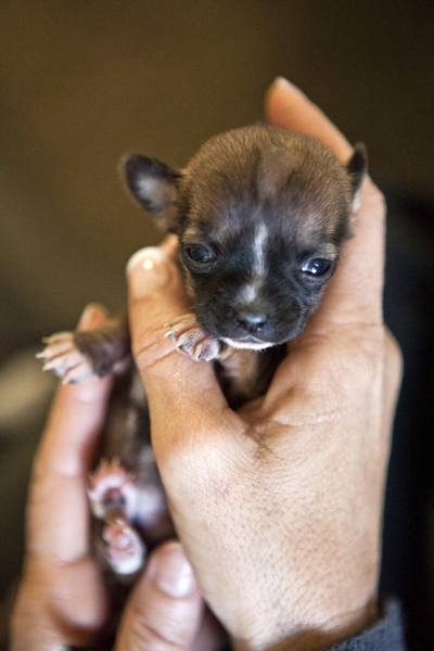 Miniature puppy born in California