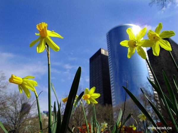 Northern hemisphere embraces flourishing spring flowers