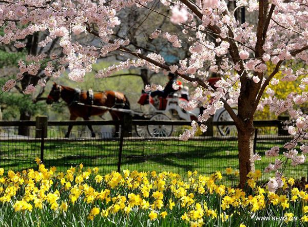 Northern hemisphere embraces flourishing spring flowers