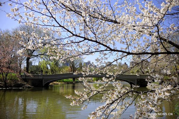 Northern hemisphere embraces flourishing spring flowers