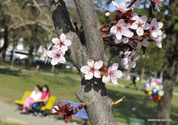 Northern hemisphere embraces flourishing spring flowers