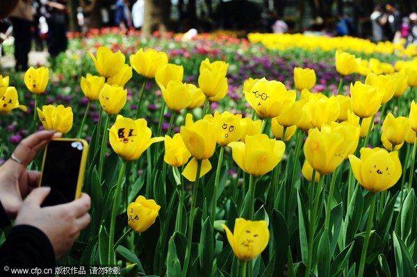 Tulip graffiti blooms