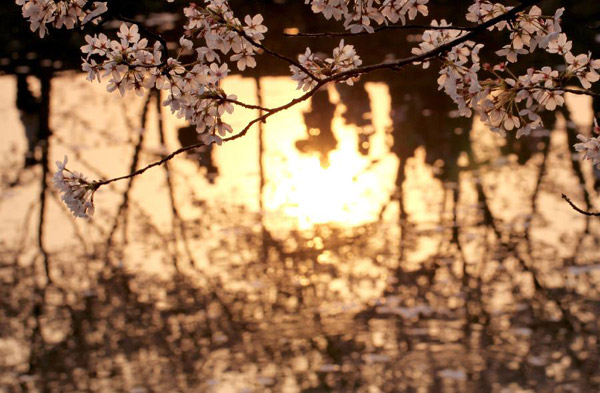Cherry blossoms on resort of Taihu Lake