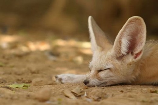 Animals in sound sleep