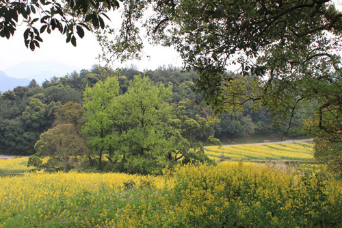 Rape Flowers in Wuyuan