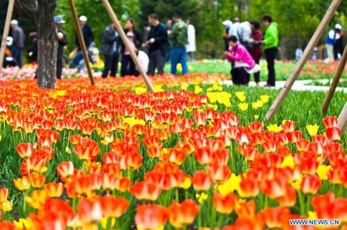 Tulips in full blossom in Changchun, NE China