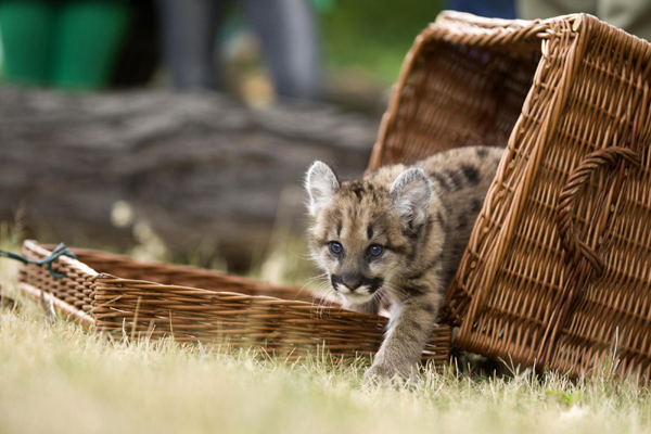 Adorable puma cub born in Berlin