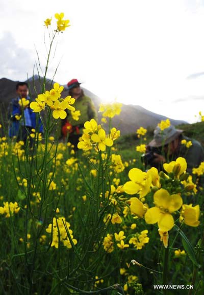 Rape flower scenery in Tibet