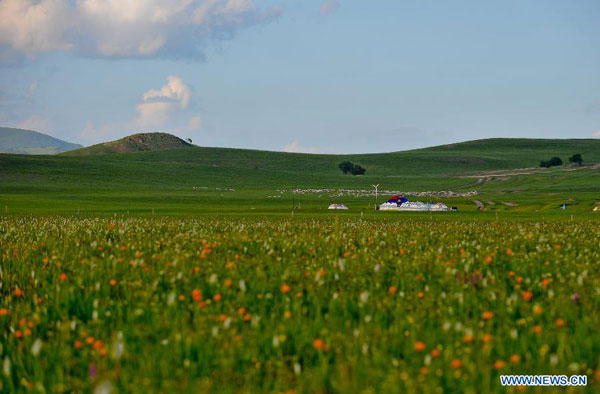 Tranquil Xilin Gol grassland in summer